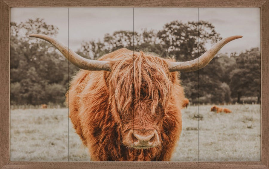 Highland In Pasture image 0
