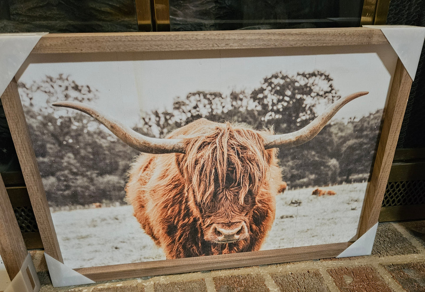 Highland In Pasture image 1