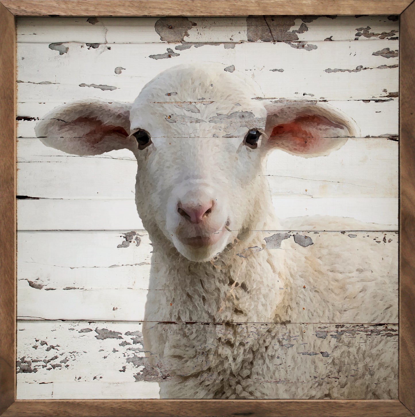 Lamb Chippy Whitewash image 0