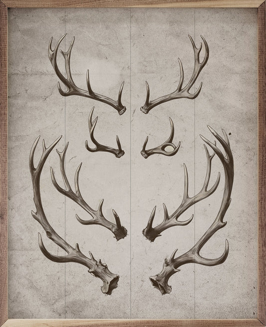 Antlers White image 0