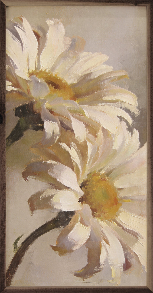 Large Meadow Daisies In Bloom