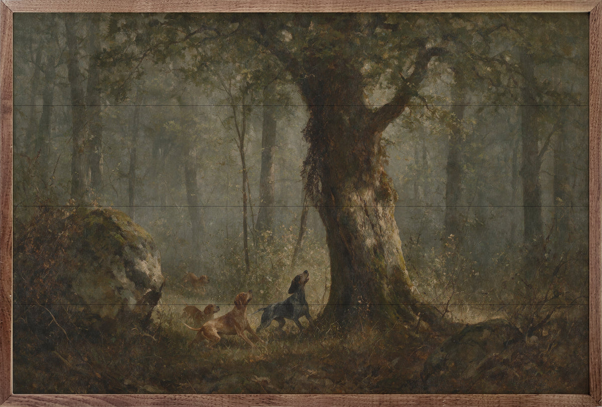 Coon Hunt