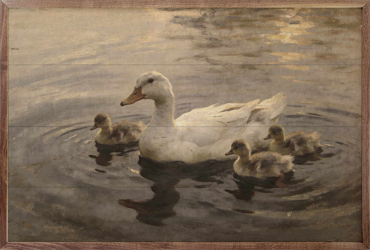 Mother Duck And Ducklings