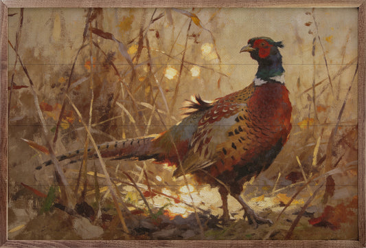 Ring-necked Pheasant In Autumn Grass