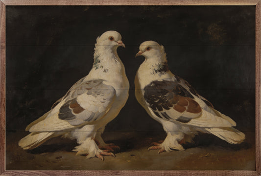 Victorian Fancy Pigeons