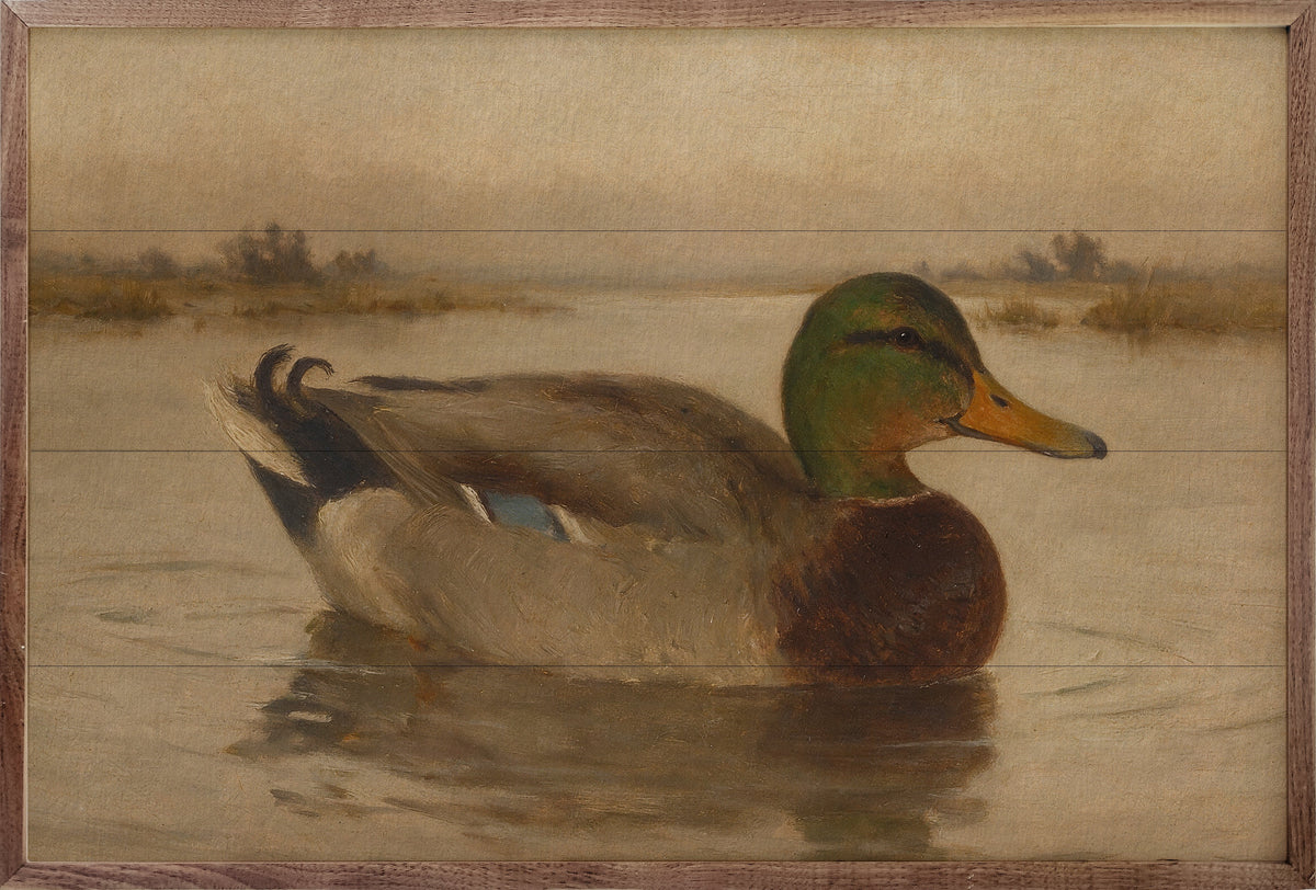 Vintage Mallard Duck On The Water