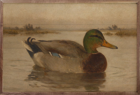 Vintage Mallard Duck On The Water