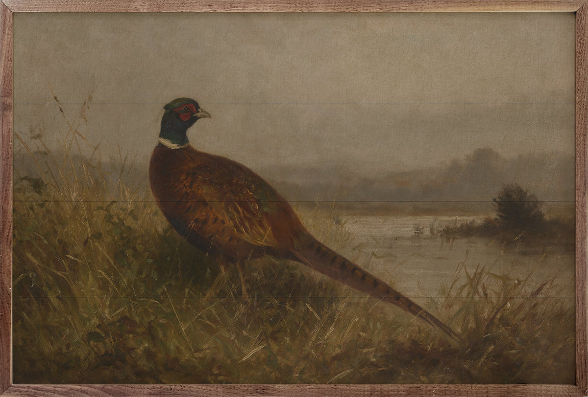 Vintage Ring Necked Pheasant By The Water