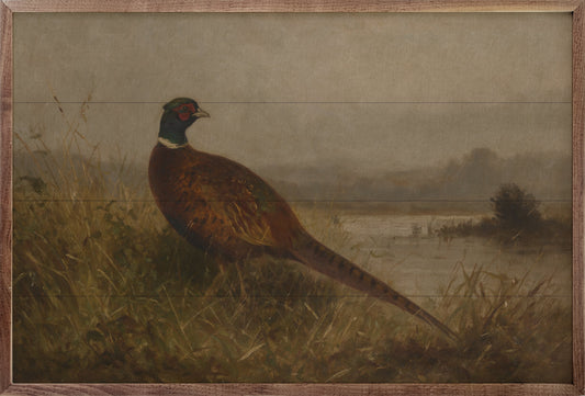 Vintage Ring Necked Pheasant By The Water