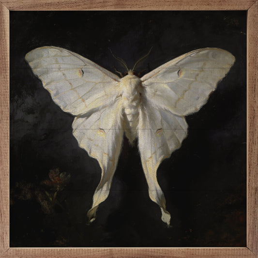 Victorian White Luna Moth