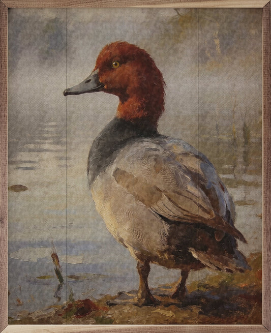 Redhead Duck