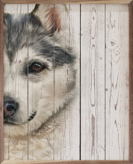 Sled Dog Portrait
