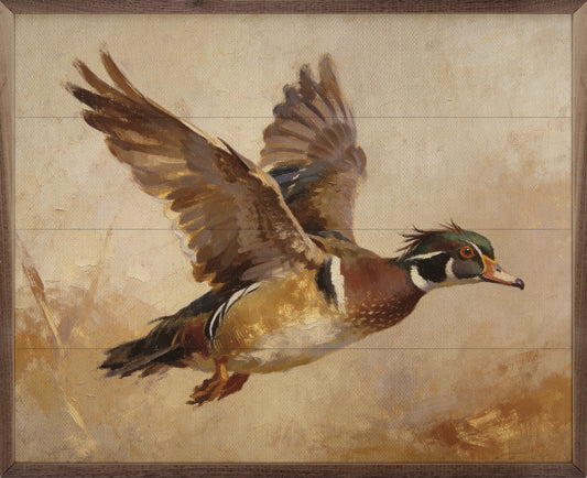 Wood Duck In Flight Autumn Light