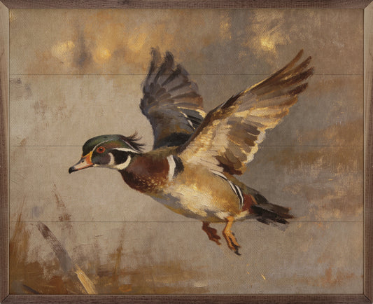 Wood Duck In Flight Over Pond
