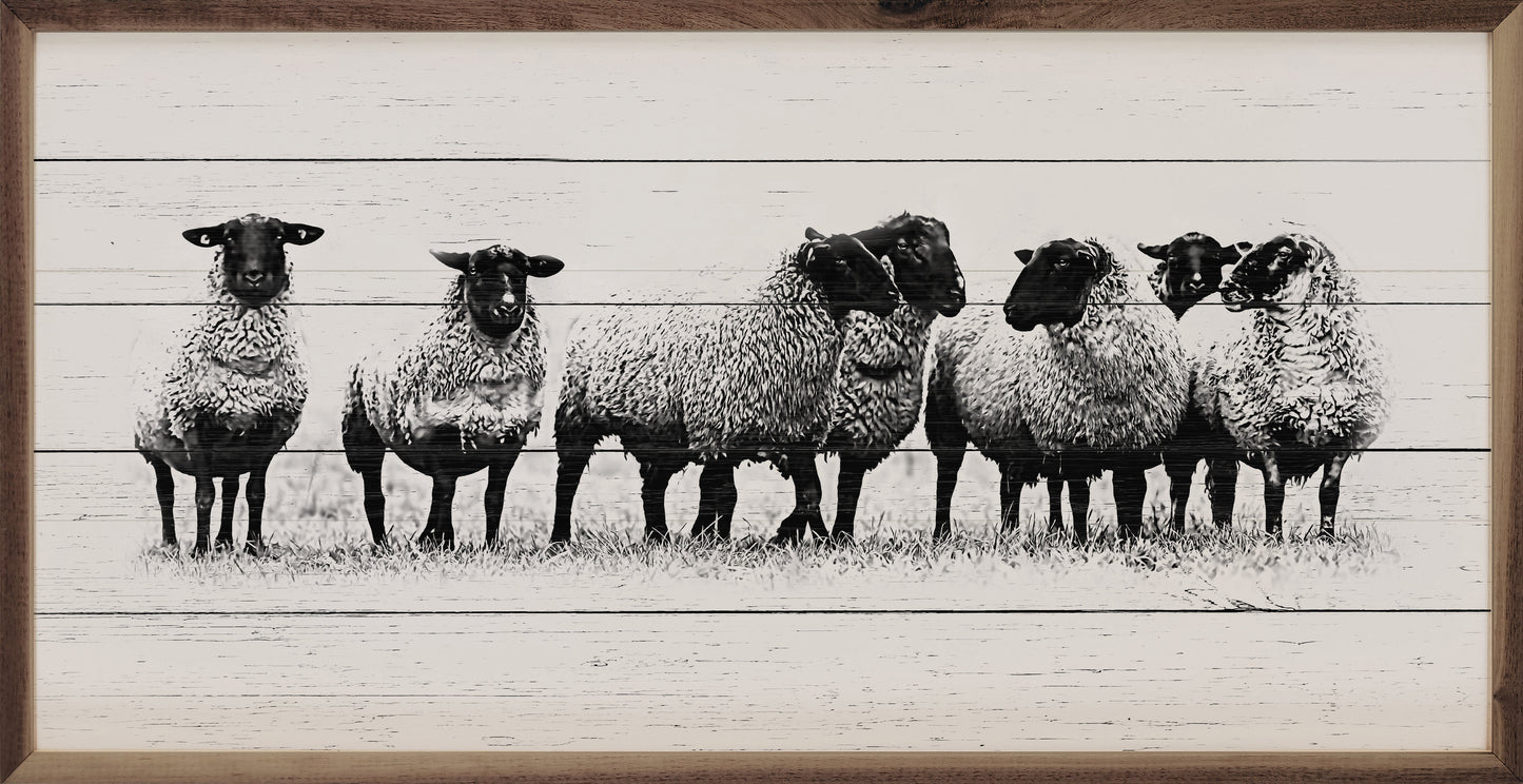Flock Of Sheep Whitewash