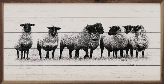 Flock Of Sheep Whitewash