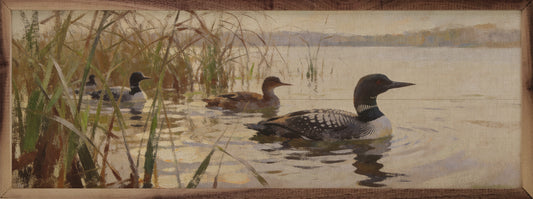 Loons Along The Shore