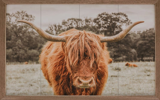 Highland In Pasture image 0