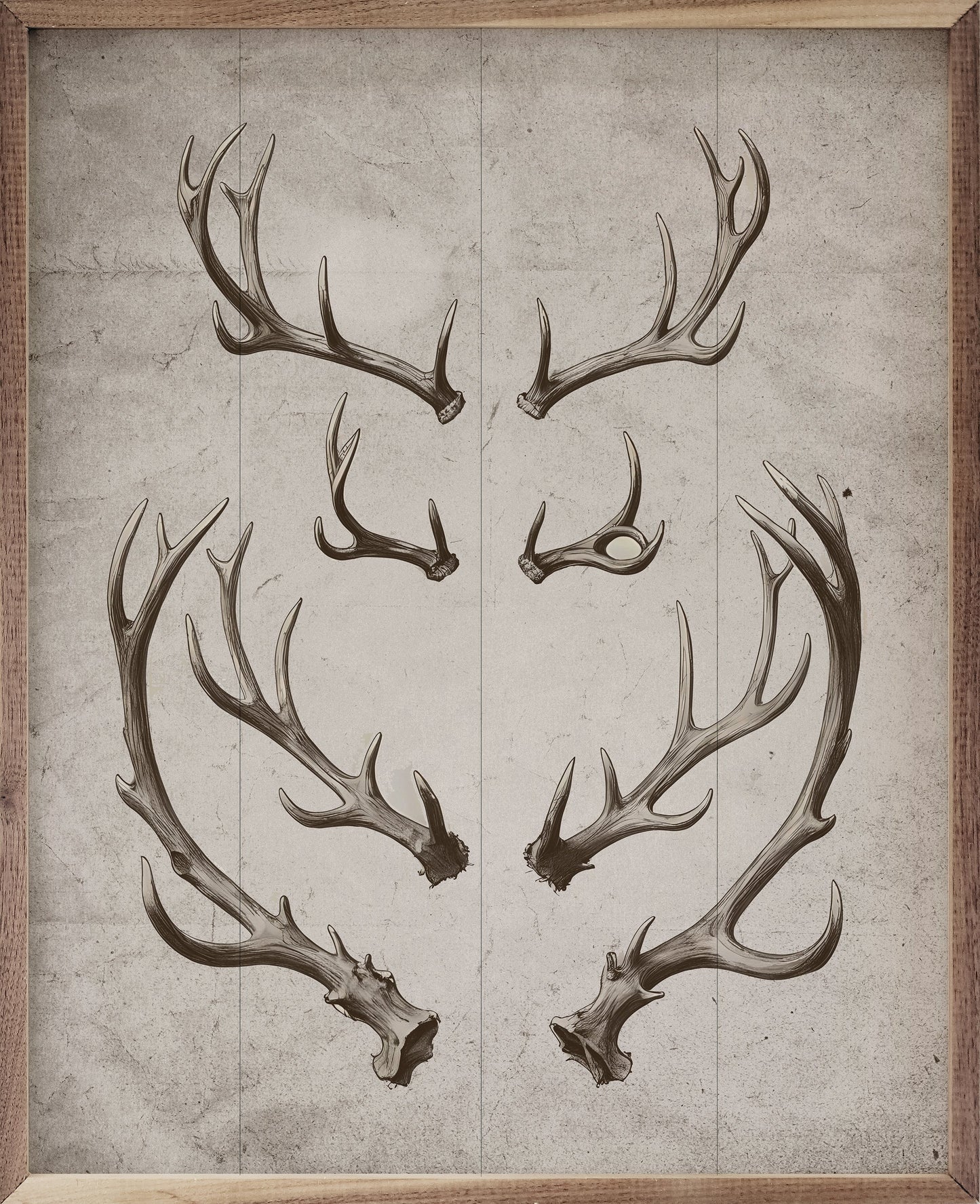 Antlers White