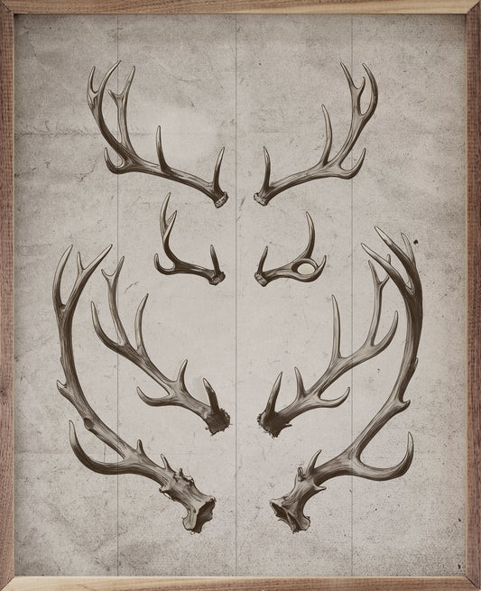 Antlers White