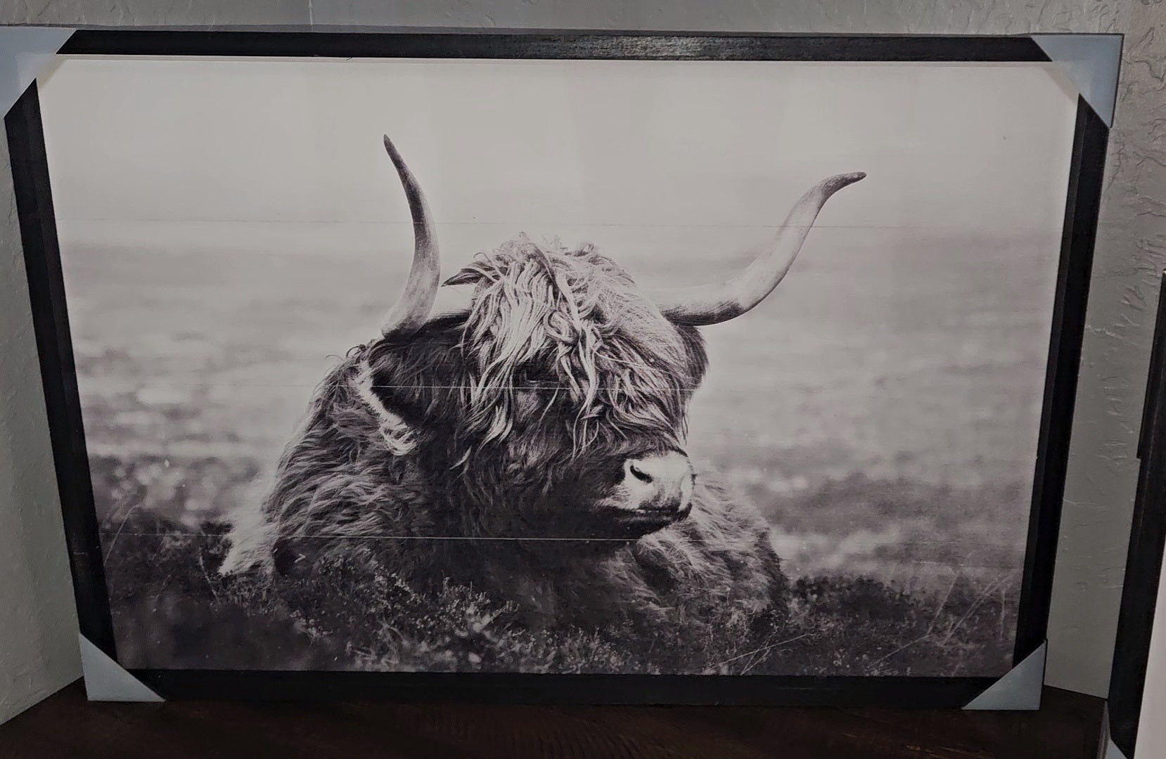 Grayscale Highland Laying Down image 0