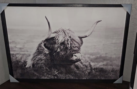 Grayscale Highland Laying Down image 0