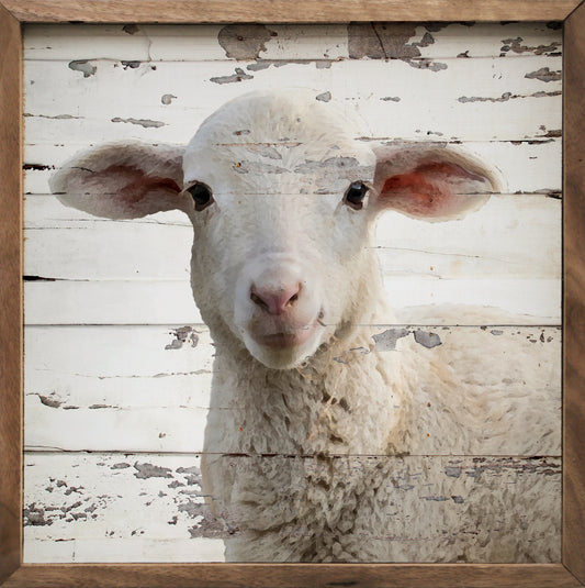 Lamb Chippy Whitewash image 0